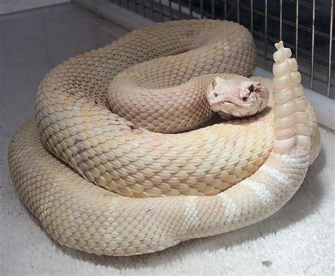 "White" or "Albino"? Understanding the Genetic Nature of White Rattlesnakes