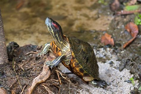  Analyzing the Emotions of Being Pursued by a Terrapin 