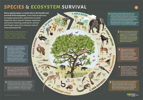  Analyzing the role of various creatures within the dream 