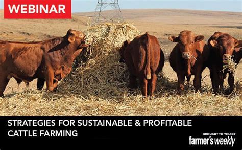  Building a Sustainable and Profitable Cattle Farming System