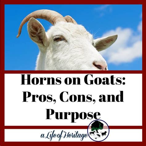  Challenges and Rewards: Tales from Seasoned Goat Enthusiasts 