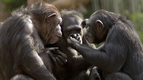  Communicating with our Primate Friends: Breaking Ground 