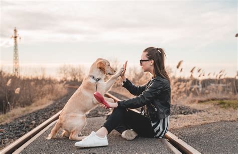  Connection between Animals and Yellow Eyes: Exploring the Bond between Nature and Dreams 