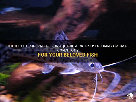  Creating the Ideal Aquarium Environment: Ensuring Optimal Conditions for Your Aquatic Pets 