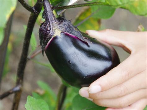  Cultivating Your Own Eggplants: A Guide to Growing and Harvesting Eggplants 