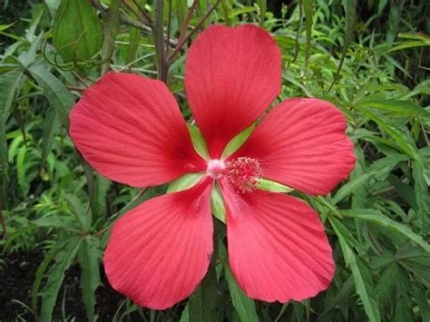  Cultivating and Nurturing Scarlet Hibiscus Blossoms 