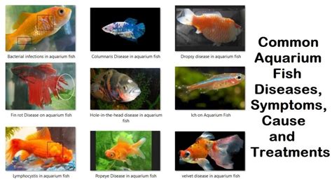  Dealing with Common Health Issues and Diseases in Aquarium Fish 