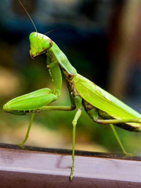  Deciphering the Meaning of Praying Mantis Dreams 