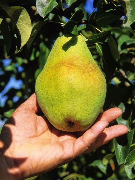  Decoding the Secrets: The Art of Picking and Eating Pear 