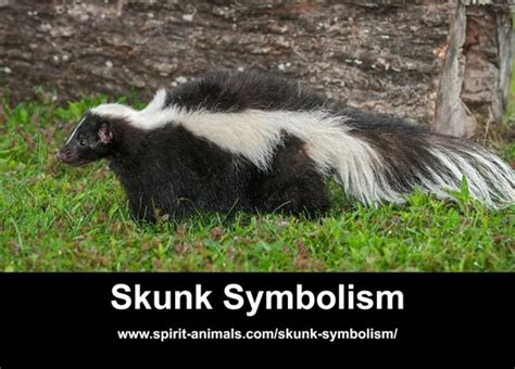  Decoding the hidden message behind skunk chase dreams