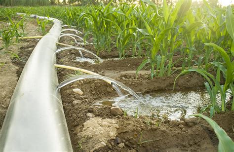  Developing an Effective Watering Schedule and Utilizing Efficient Irrigation Systems for Vigorous Pumpkin Plants 