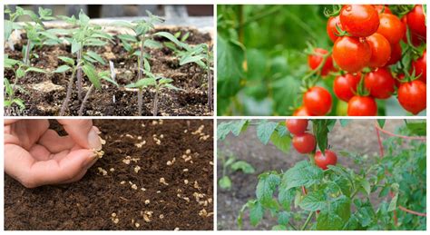  Discover the Optimal Techniques for Sowing Tomato Seeds 