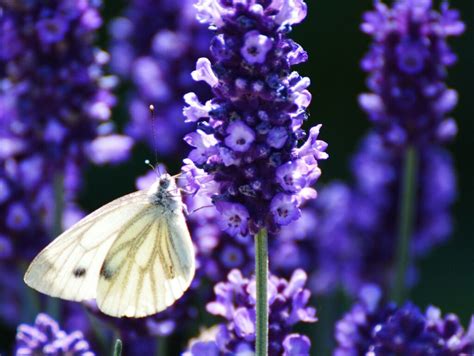  Discovering the Essence: Embracing the Symbolic Significance of the Majestic Lavender Butterfly in Everyday Life 