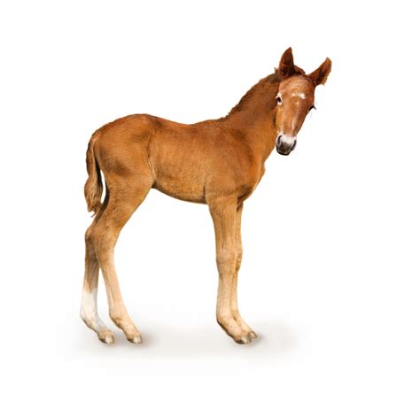  Discovering the Profound Significance Behind Fresh Foal Visions 