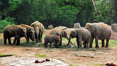  Efforts to Preserve Elephant Populations and Their Natural Habitat 