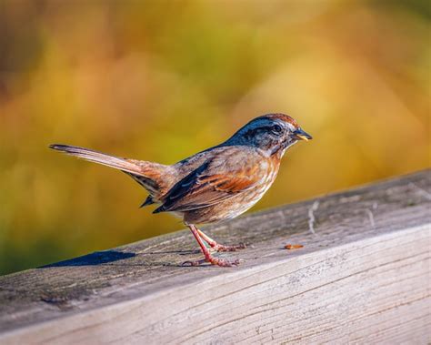  Embrace the Delight of Birdwatching: Sparrows as a Gateway 