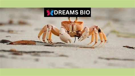  Embracing Symbolic Dreams: Harnessing the Power of Mud Crab Dreams for Personal Growth and Self-Reflection 