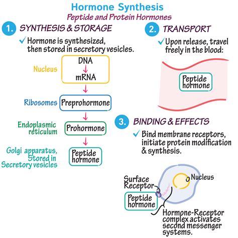  Examining the Biological Basis: How Hormones and Physiology Influence Dream Content 