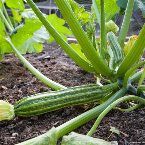  Exploring Different Varieties of Zucchini: A Comprehensive Overview 