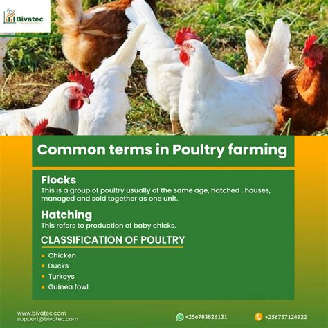  Exploring the Ethical Advantages of Organic Poultry: From Farm to Fork 