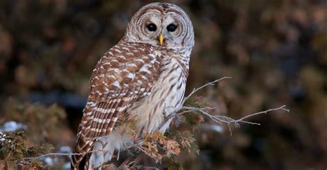  Exploring the Hidden Meanings Behind Aggressive Birds of the Night 