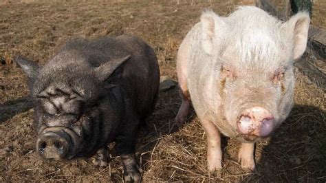  Exploring the Legalities of Acquiring a Pig as a Household Pet