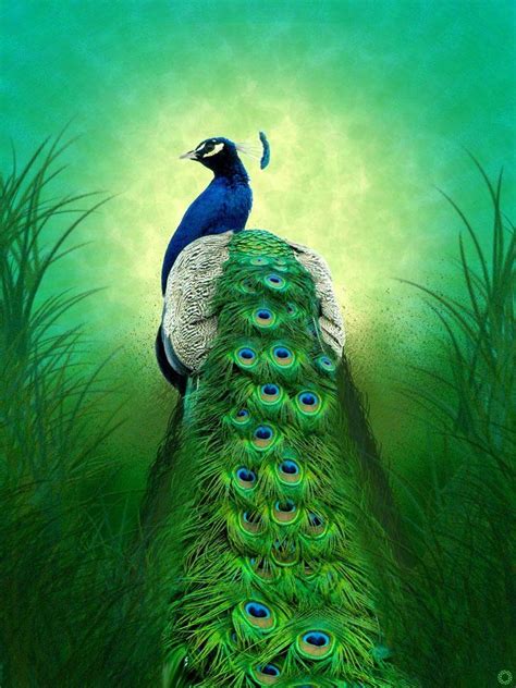  Exploring the Peacock's Connection to Spirituality and Enlightenment 