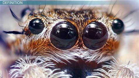  Exploring the Significance of Arachnid Visions 