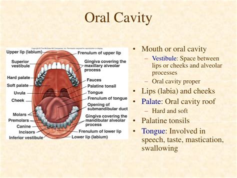  Exploring the Significance of Extracting Objects from the Oral Cavity 