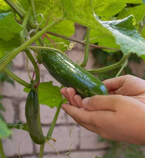  Exploring the Symbolic Significance of Harvesting Cucumbers: Insights and Analysis 