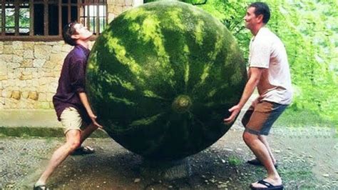  From Fiction to Reality: Enormous Fruits in Popular Culture 