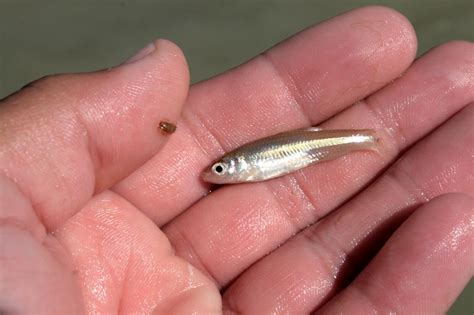  From the Tiny to the Gigantic: An Insight into the World of Fish