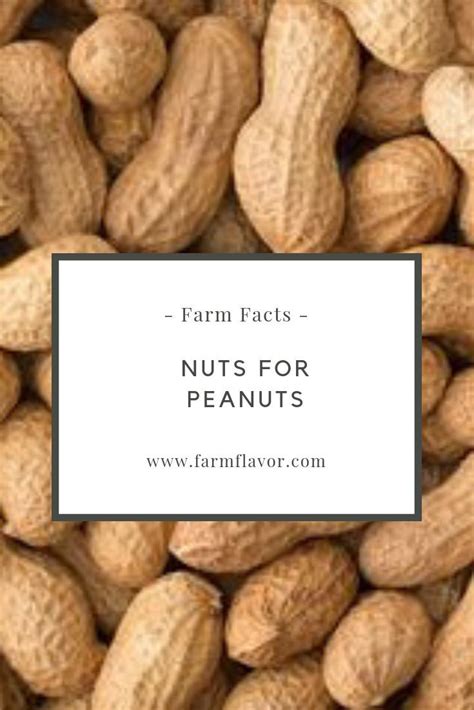  Fun Facts About Peanuts: Surprising Trivia about Your Favorite Nut 