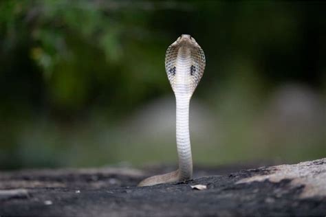  Historical and Cultural Significance of Cobras 