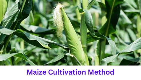  Key factors for successful cultivation of maize 