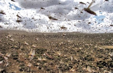  Locust Swarms: The Astonishing yet Devastating Insect Storms 