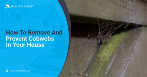  Maintaining a Neat and Spotless Home: Effective Ways to Eliminate Cobwebs 