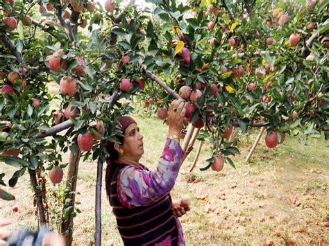  Planting the Seeds: Establishing Clear Goals for Harvesting Delicious Apples
