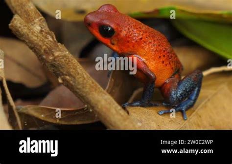  Poison Dart Frogs in Indigenous Cultures and Mythology 