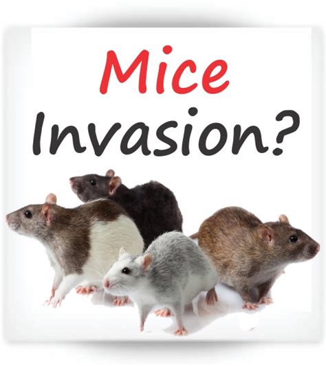  Practical tips to prevent mouse invasion and ease apprehension 