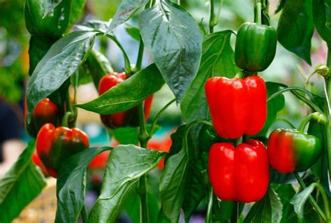  Selecting the Appropriate Pepper Varieties for Your Garden 