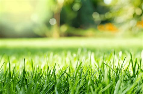  Selecting the Appropriate Turf for a Verdant Yard 