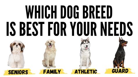  Selecting the Perfect Breed to Suit Your Lifestyle
