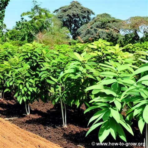  Selecting the Perfect Cassava Variety for Your Garden 