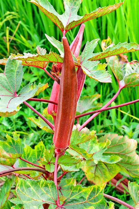  Selecting the Perfect Okra Varieties for Your Garden 