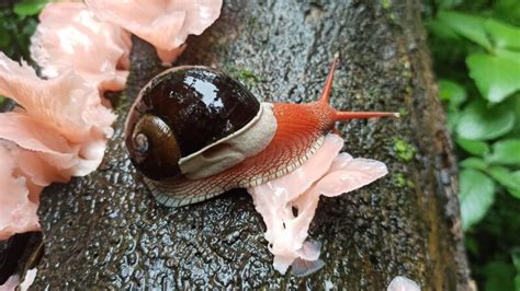  Snails as Messengers of Slow but Steady Progress 