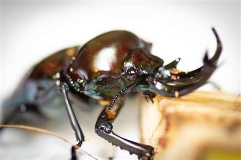  Stag Beetles around the Globe: Variety and Distribution