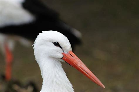  Stork Symbolism in Various Cultures around the Globe 