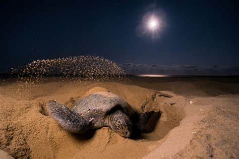  Success Stories in Sea Turtle Conservation: Inspiring Tales of Hope for the Future 