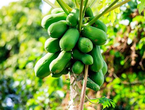  Successfully Growing and Nurturing Paw Paw Trees: Essential Tips for Optimal Harvest 